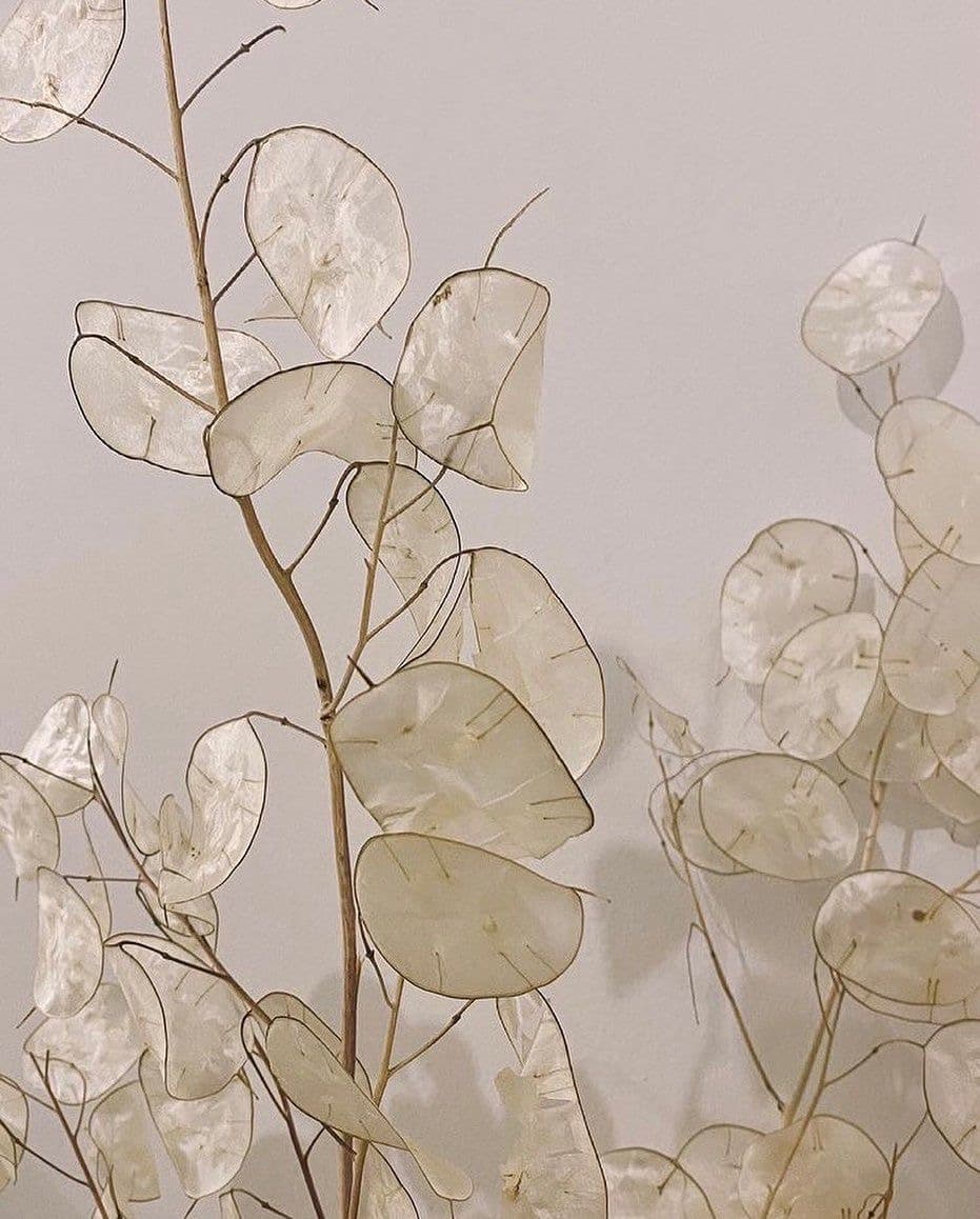 SUHO CVETJE LUNARIA