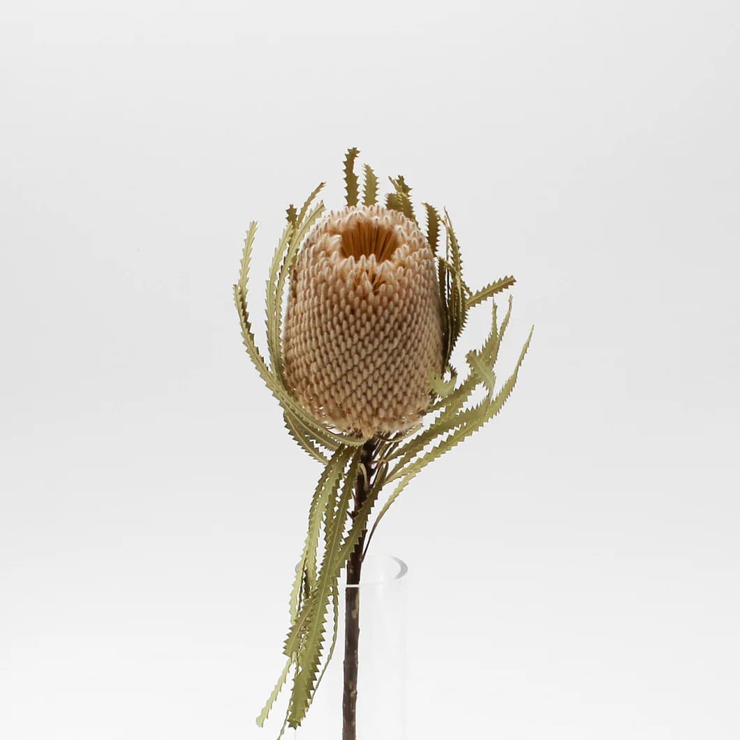 SUHO CVETJE BANKSIA
