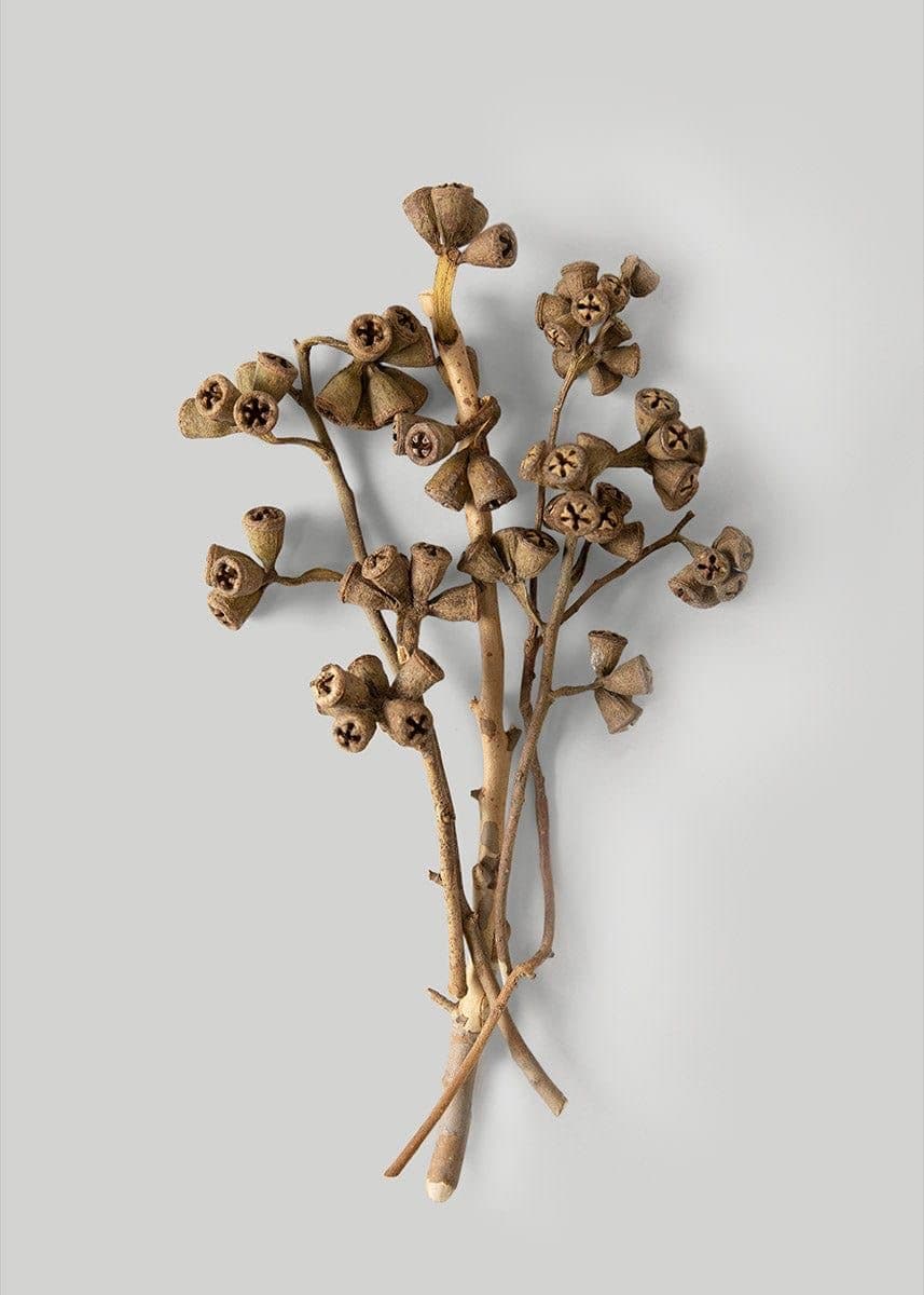 SUHO CVETJE EUCALYPTUS GLOBULUS
