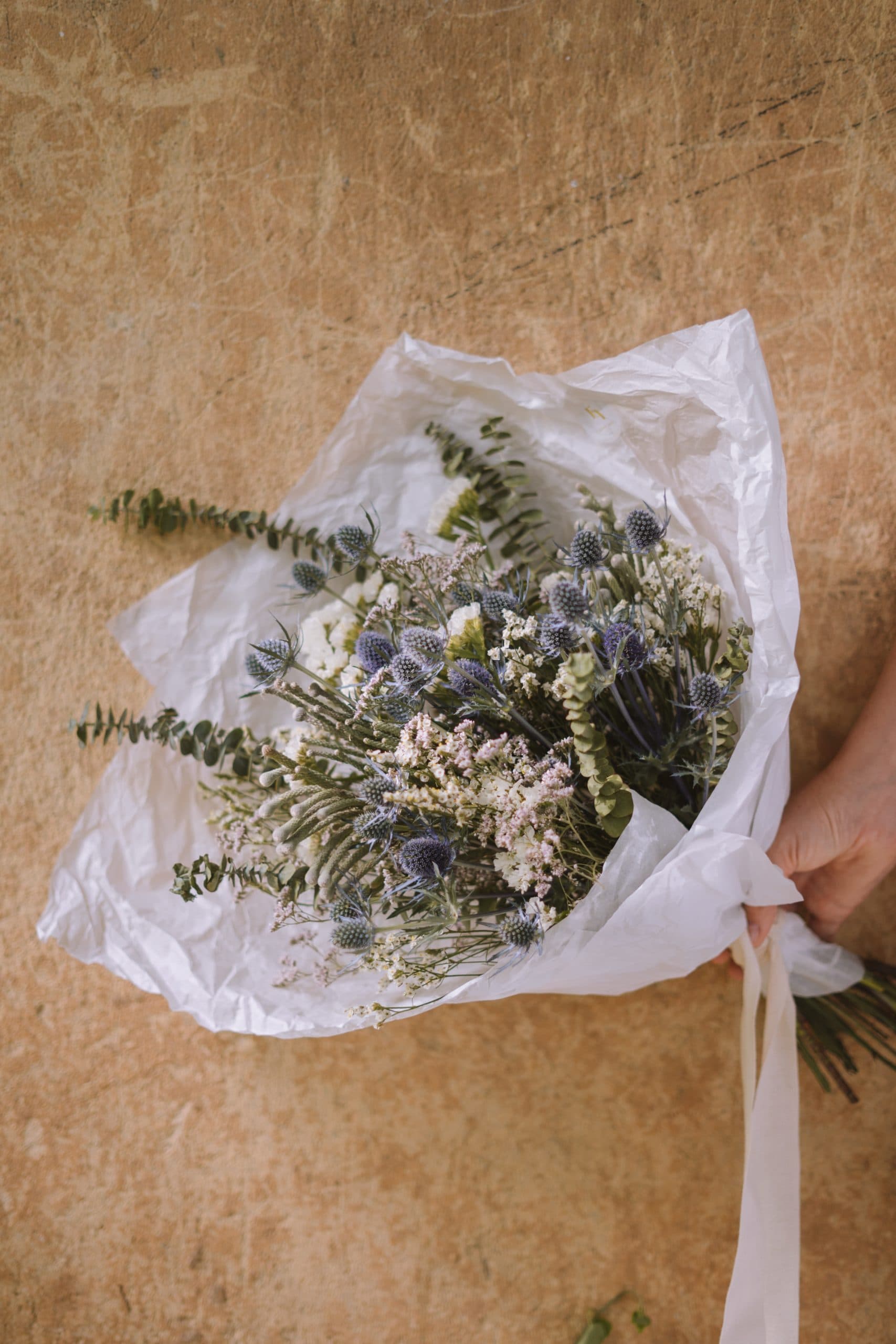 SUH ŠOPEK ERYNGIUM