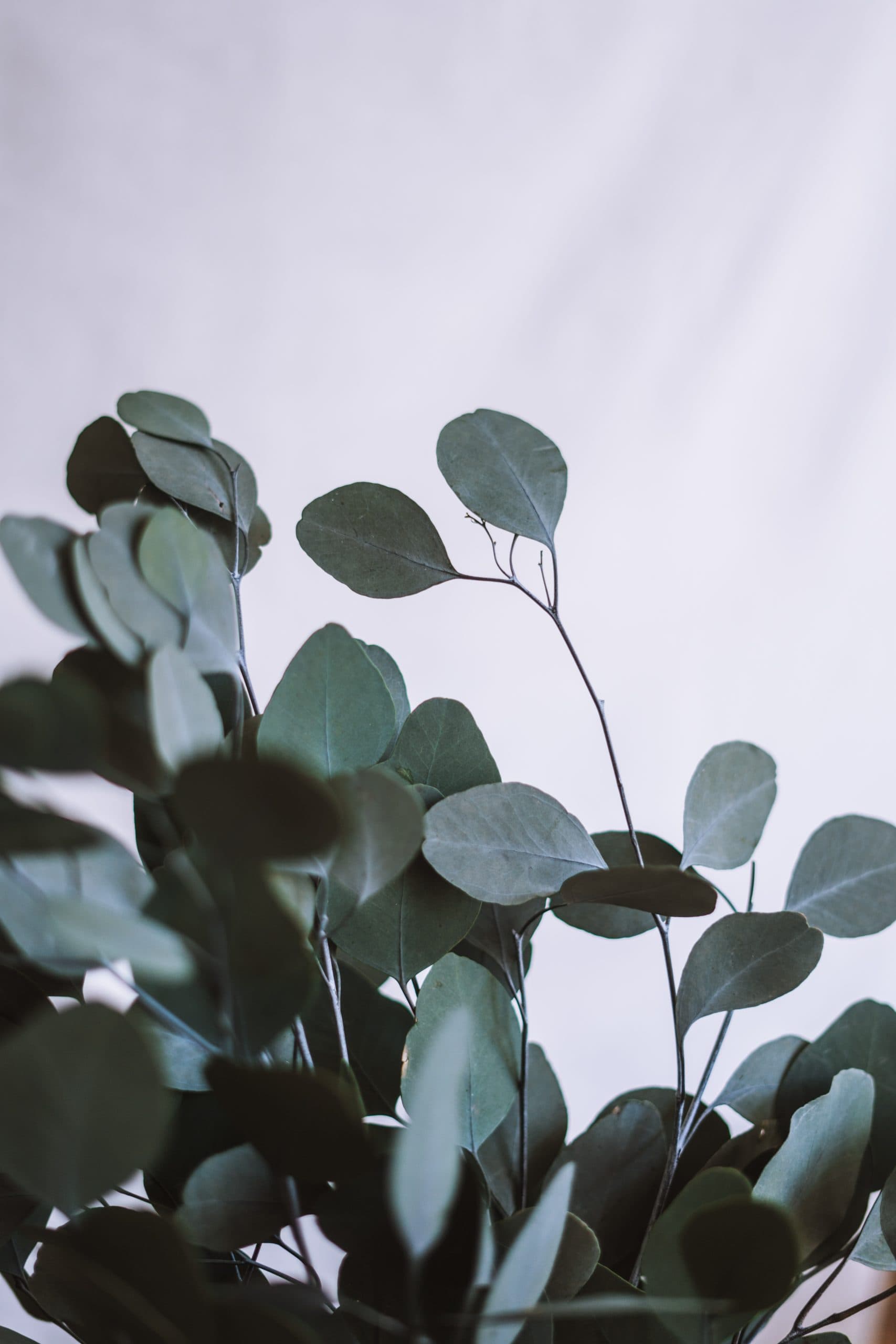 EVKALIPTUS POPULUS PREPARIRAN