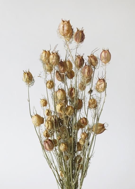 SUHO CVETJE NIGELLA NATUR