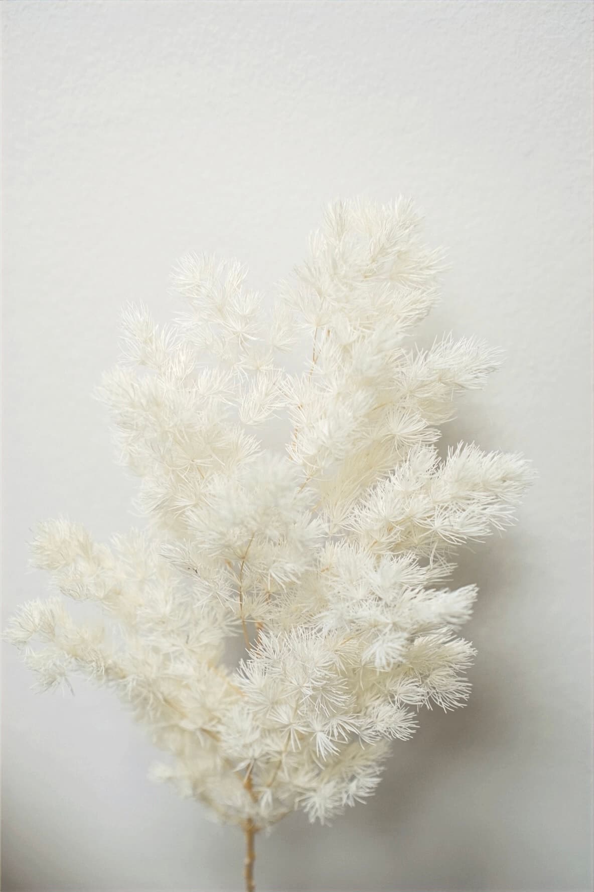SUHO CVETJE BELJEN ASPARAGUS